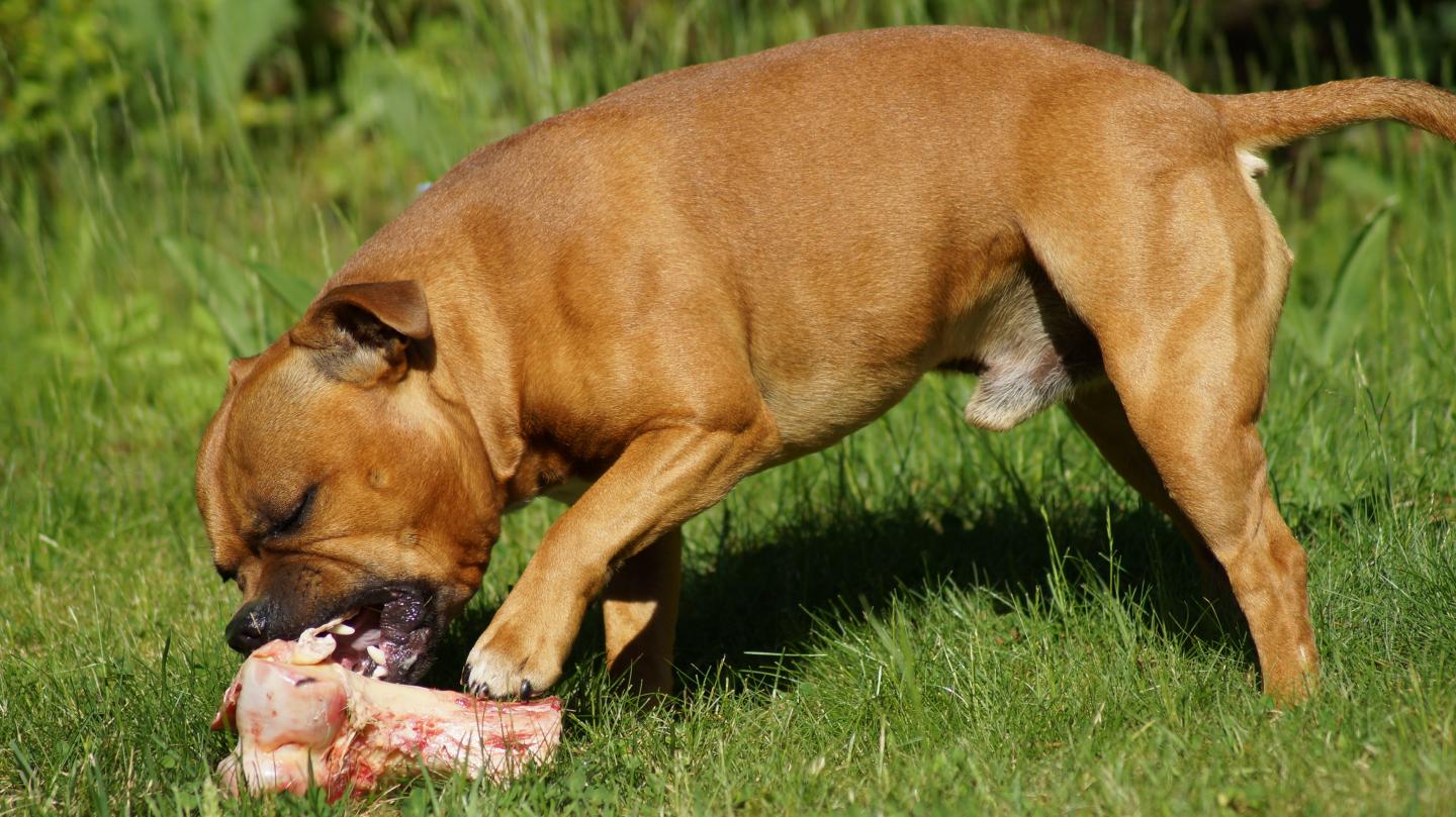 A Dog Eating Raw Food