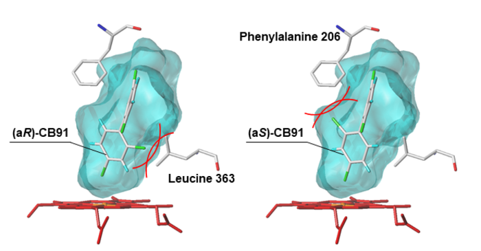 Figure 5: Docking model of human CYP enzyme and the chiral PCB CB91