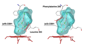 Figure 5: Docking model of human CYP enzyme and the chiral PCB CB91