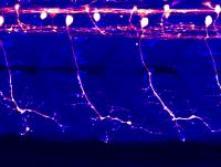 Spinal Motor Neurons in Zebrafish