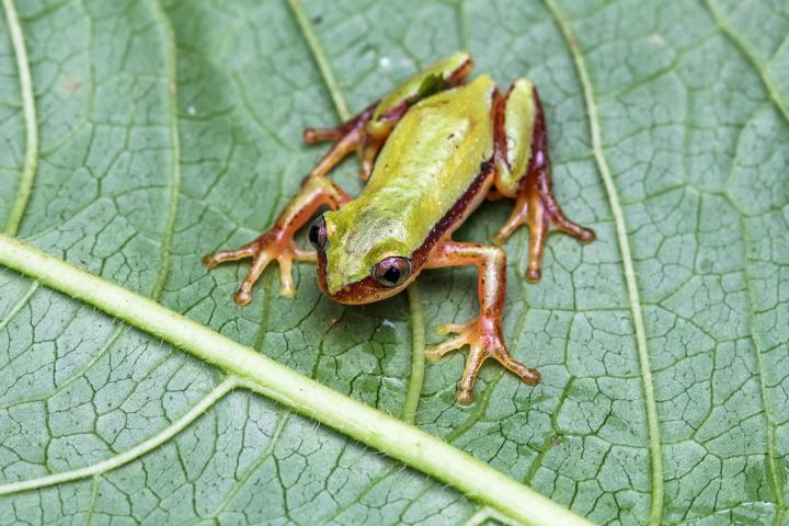 Male <i>Afrixalus clarkei</i>