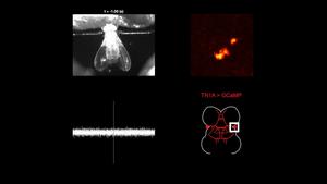 Imaging neural activity in singing flies