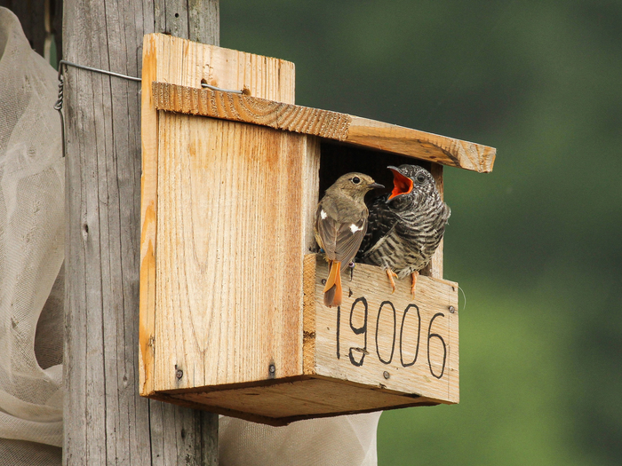 Daurian redstart and cuckoo chick