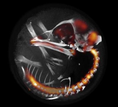 Researchers from UC3M Monitor a Chicken's Brain
