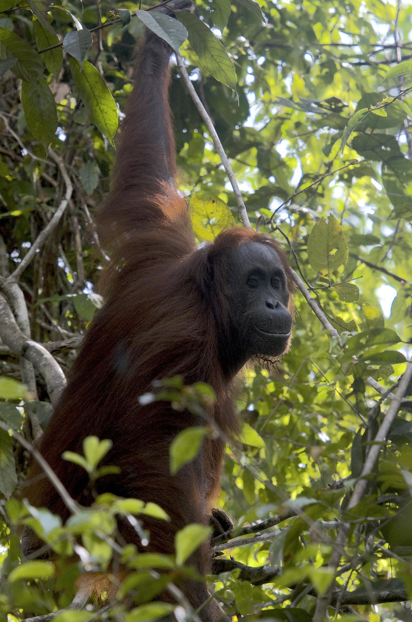 Orangutans Show Vulnerability and Resilience to Different Kinds of Human Influences (3 of 12)