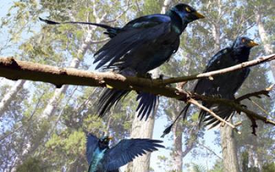 Artist's Rendering of <I>Microraptor</I> in its Ancient Habitat