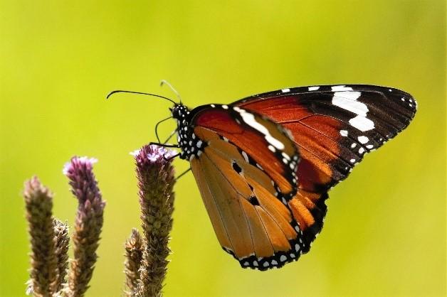 Male-Killing Bacteria Linked to Butterfly Color Changes