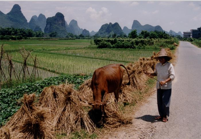 A rice field and farmer in China