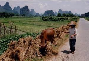 A rice field and farmer in China