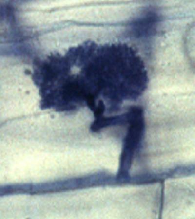 Mycorrhizal Fungus Bloom within a Rice Plant Cell