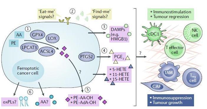 Possible Modulation of Tumor Immunity by Ferroptotic Cancer Cells