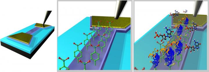 Graphene Biosensor