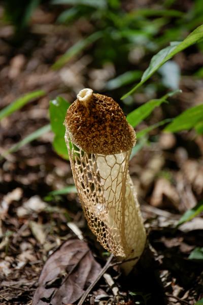 Netted Stinkhorn Fungus in the Belize Rainforest