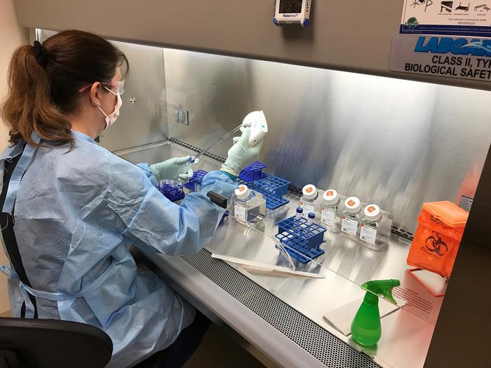 A researcher working in a biosafety cabinet at a University of Nevada, Reno laboratory.