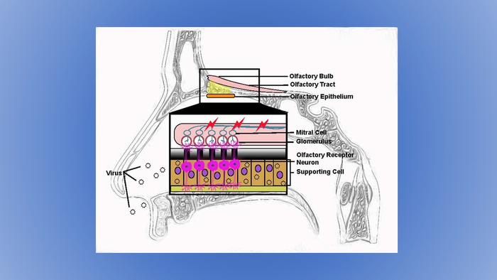 Anosmia and COVID