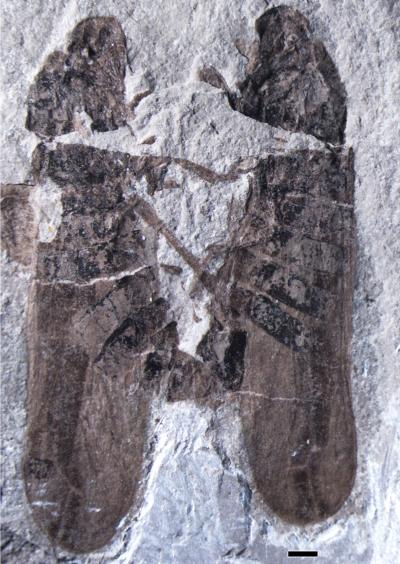 New Species <i>Anthoscytina perpetua</i>