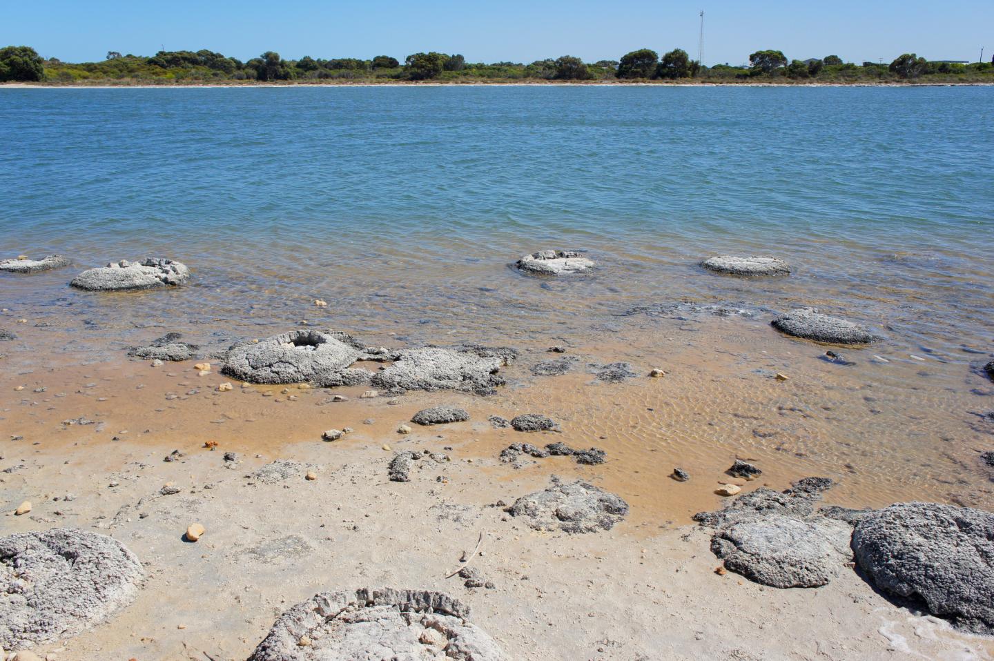 Remains of Cyanobacteria Biofilms (Stromatolites) in Australia's Shark Bay World Heritage Area