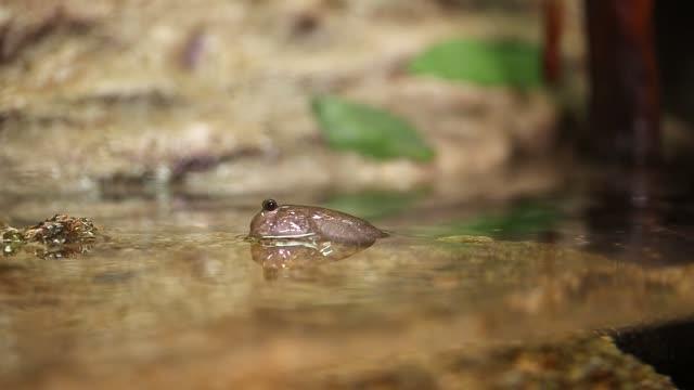 Evolution of the Tail: From Water to Land (8 of 17)