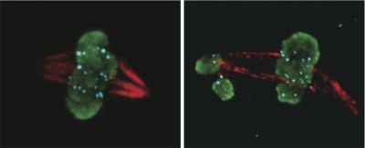 Umbrea Cell Division