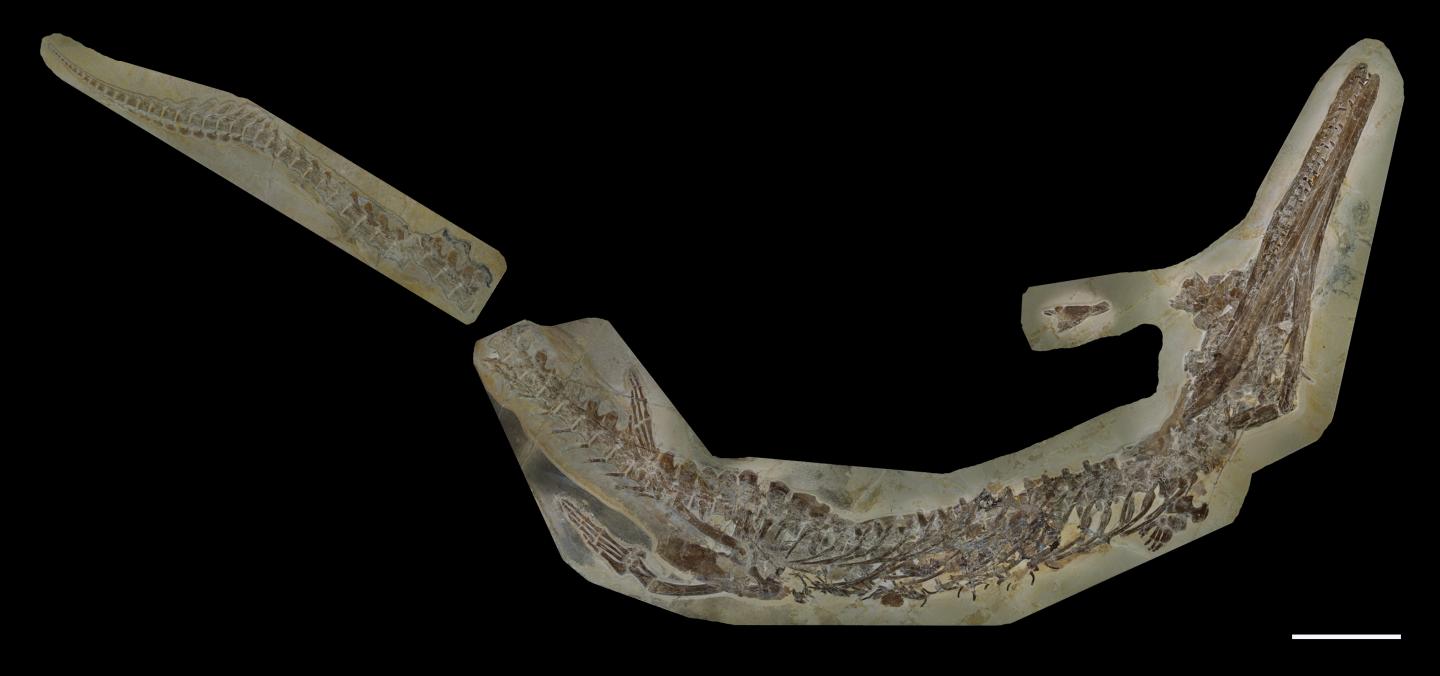 Skeleton of 150 Million-Year-Old <i>Cricosaurus bambergensis</i> Fossil