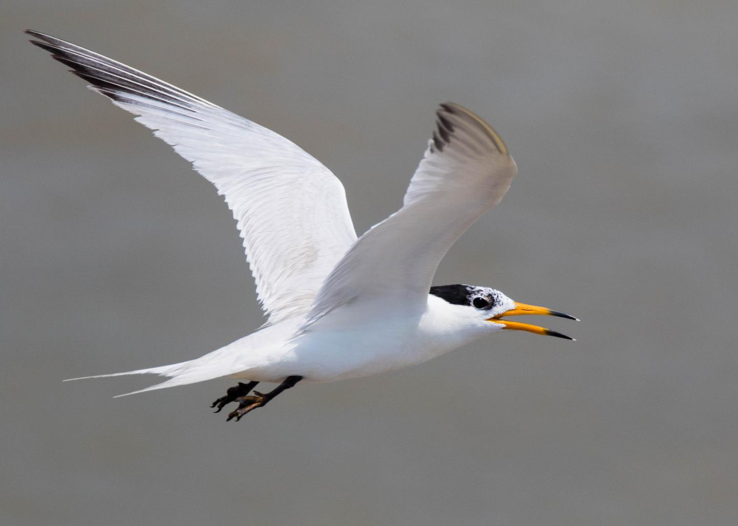 Chinese Crested Tern