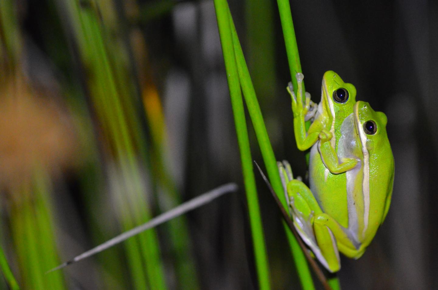 pair of Green treefrogs