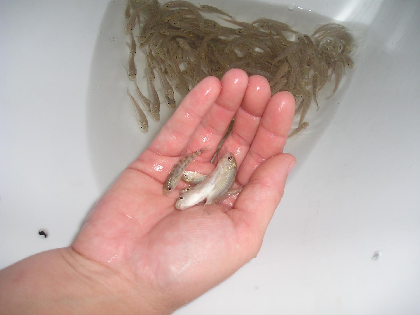 Production of Farm-Raised Fish