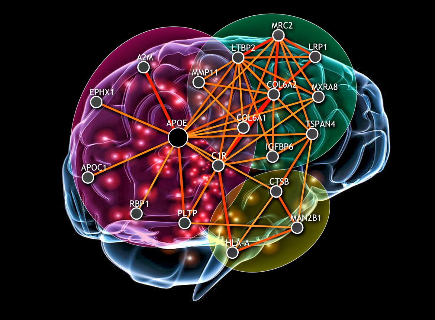 Functional Genetic Network for Whole Brain