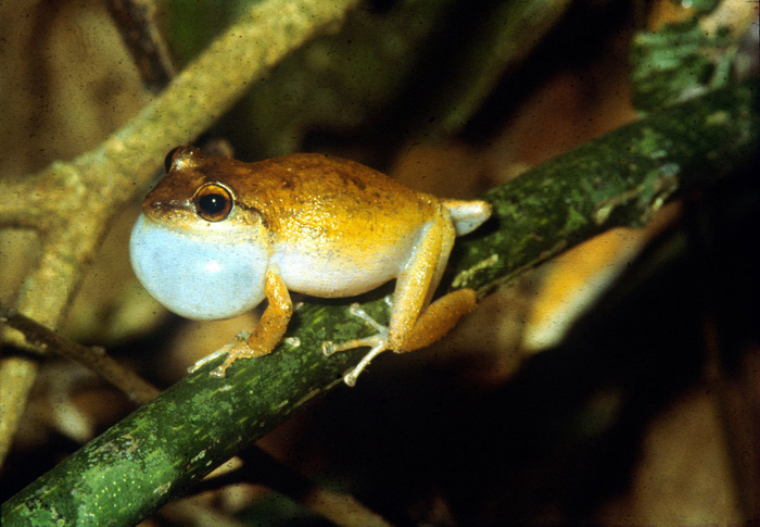 Male coqui calling in El Yunque, Puerto Rico