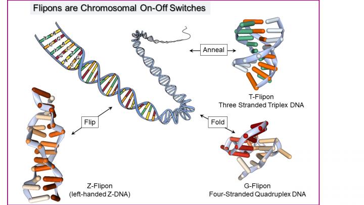 Genetics, DNA and Human Evolution