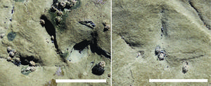 Earliest known Gondwanan bird tracks: Wonthaggi Formation (Early Cretaceous), Victoria, Australia