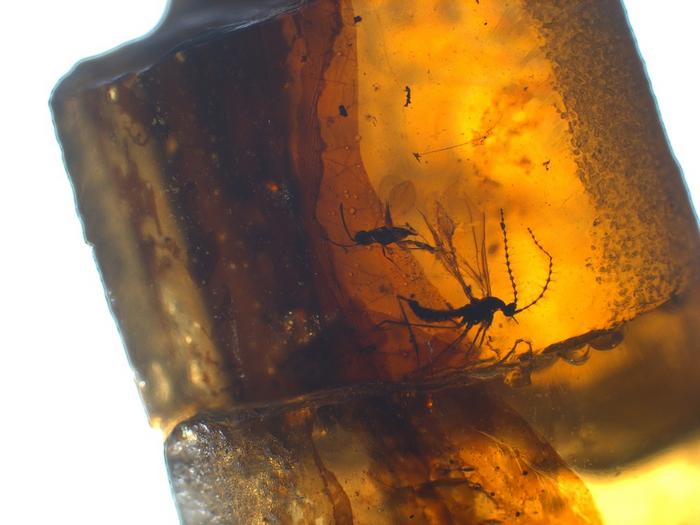 Why do we find so much amber in Cretaceous rocks?