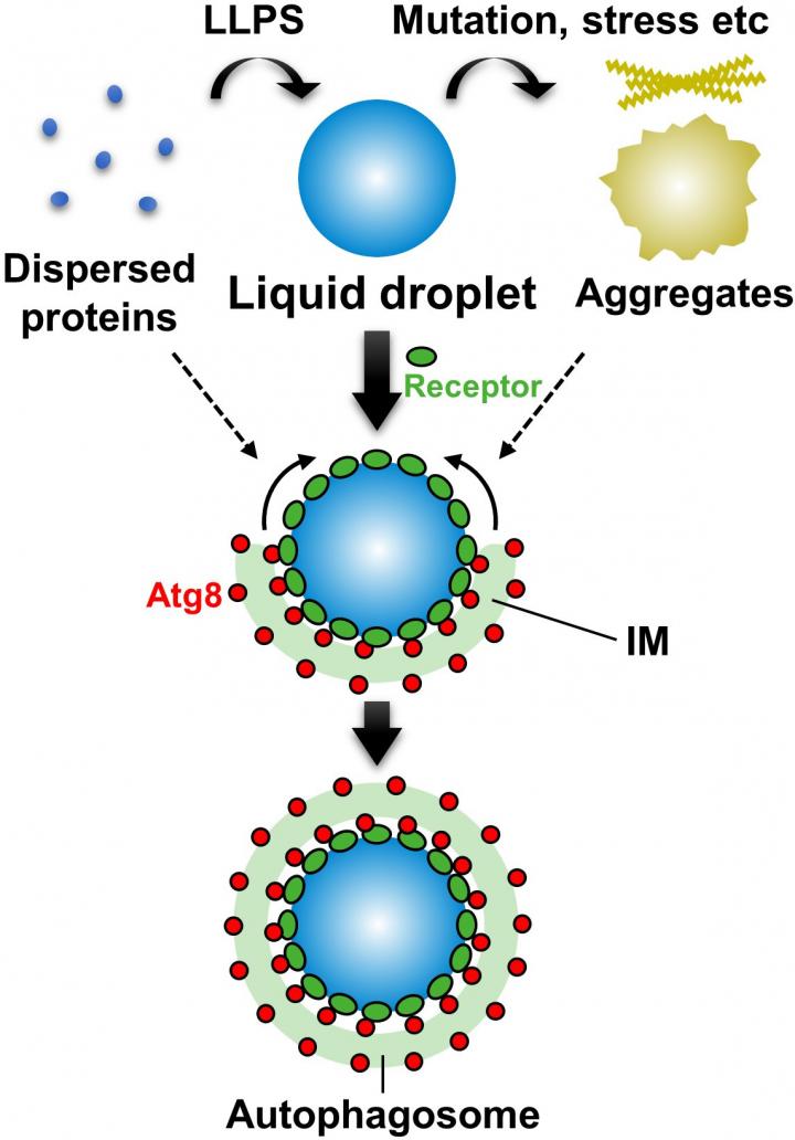 Selective Autophagy