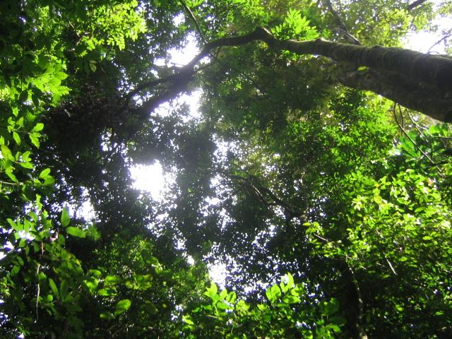 Rainforest Image