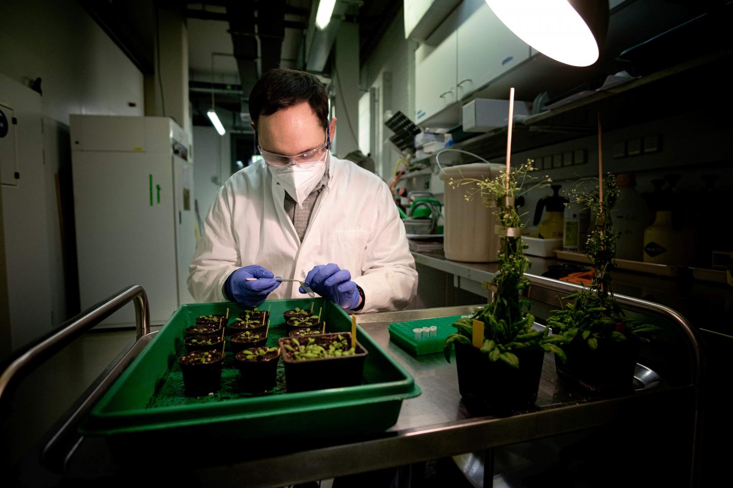 Researcher with Plants in a Laboratory