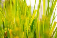 RDX Grass Closeup
