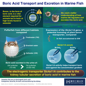 Boric Acid Transport and Excretion in Marine Fish