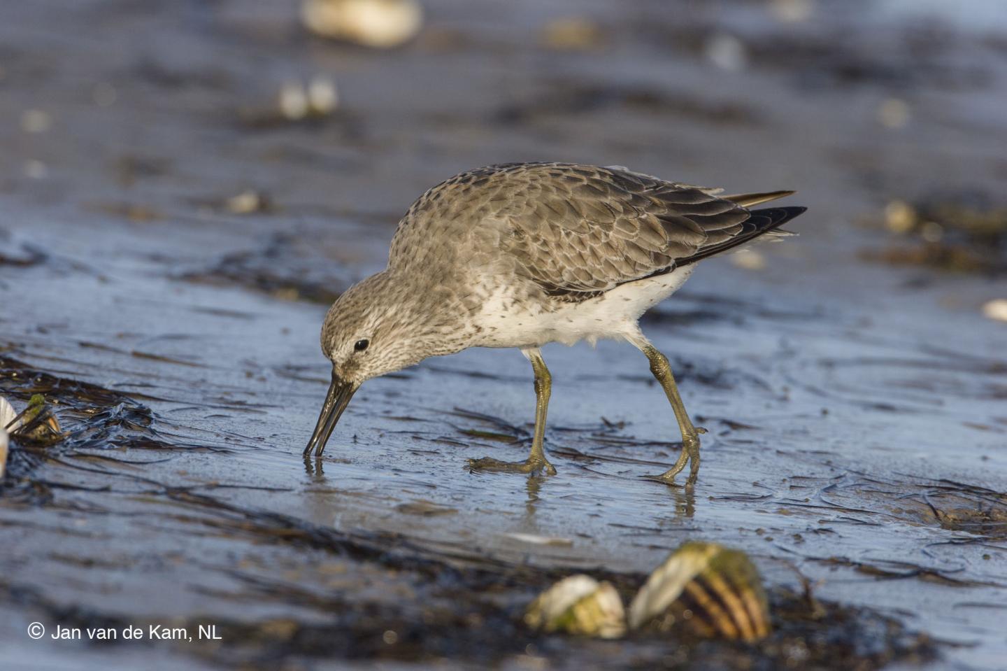 While the Arctic Warms, Migrating Birds Pay the Price in the Tropics (2 of 3)