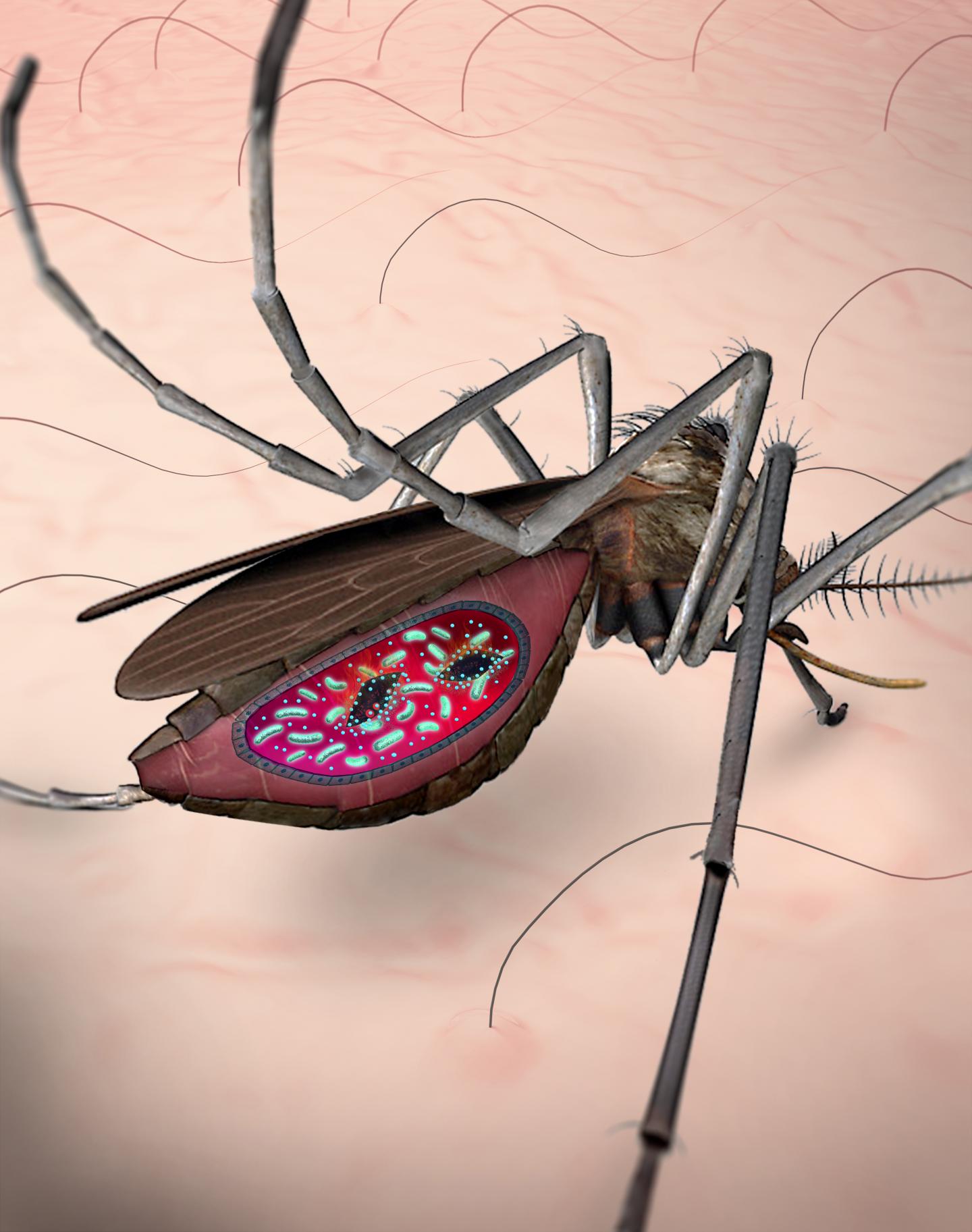 Harnessing the Gut Microbes of Mosquitoes to Counteract Malaria (4 of 4)