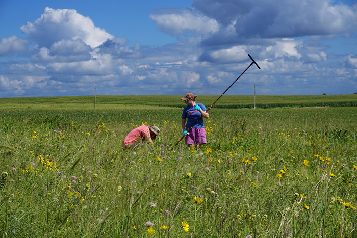 Caroline Quarrier (r) and Brendon Quirk preparing to extract a soil sample from Stinson Prairie, Iowa.