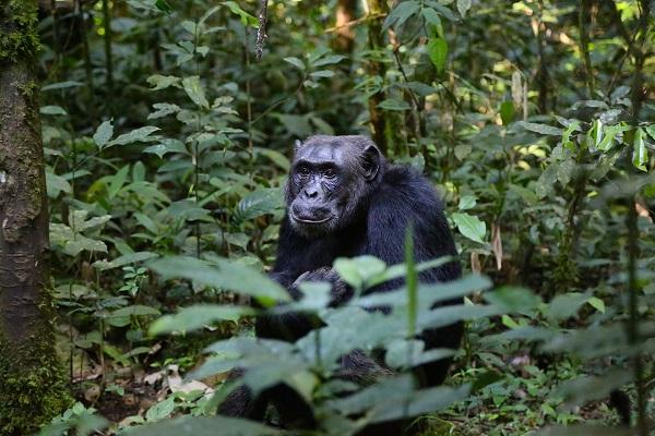 Chimpanzee in Natural Habitat
