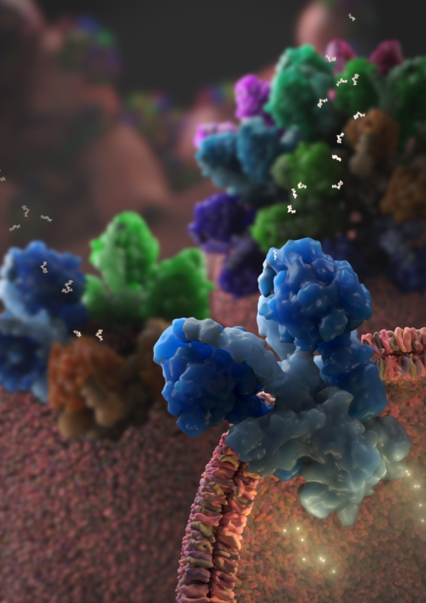 ATP synthase hexamer