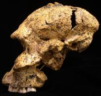 <i>Paranthropus robustus</i> Skull