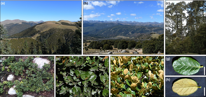 Modern sclerophyllous evergreen broad-leaved forests and leaves of Quercus section Heterobalanus.