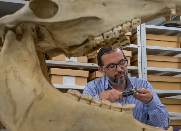 Horse skull and tooth