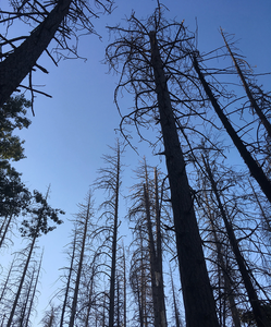 Beetle population dynamics and stress on trees fuel deadly infestations, with big impacts on atmospheric carbon storage in forests