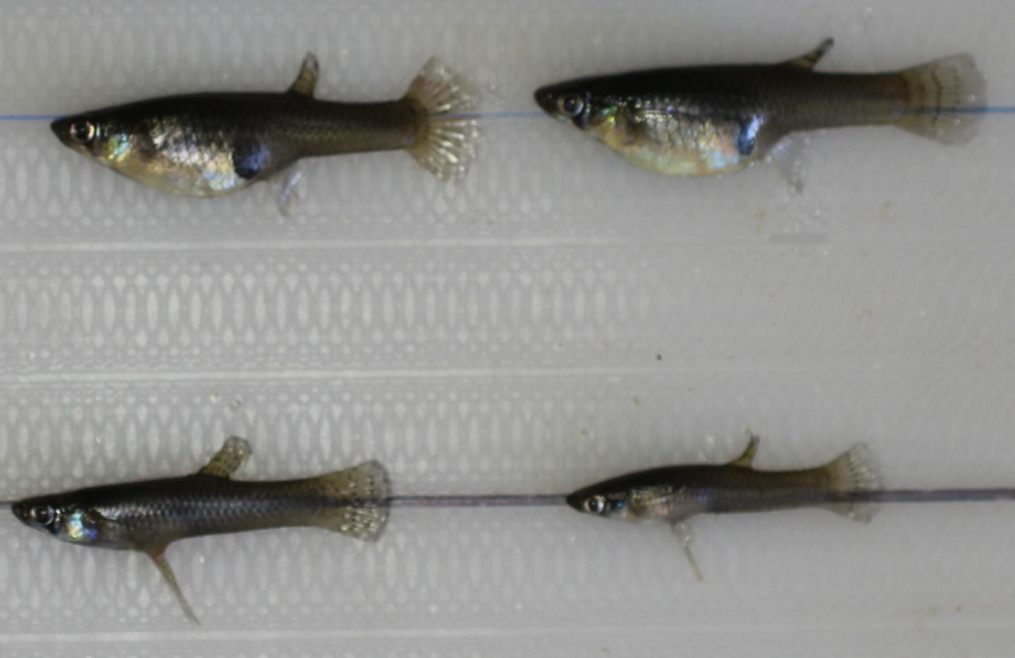 Mosquitofish Sexual Dimorphism