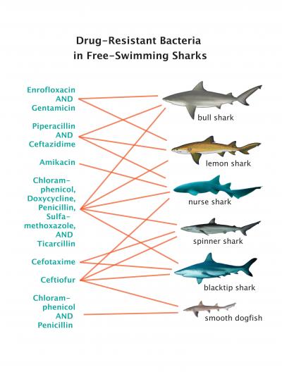 Antibiotic-Resistant Bacteria in Sharks