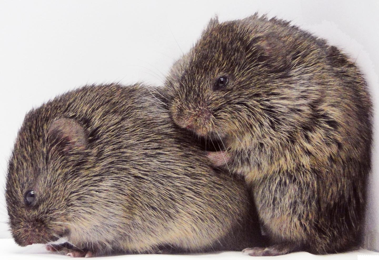 Prairie Vole Consoling Response