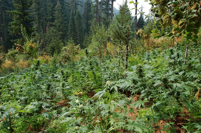 Trespass Cannabis Cultivation Site on a National Forest